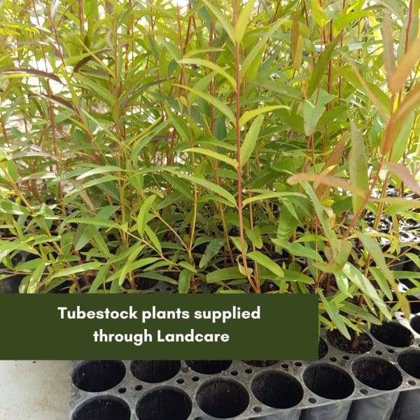 Tubestock plants supplied through Landcare