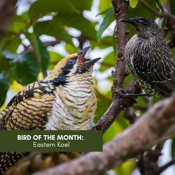 Bird of the Month: Eastern Koel
