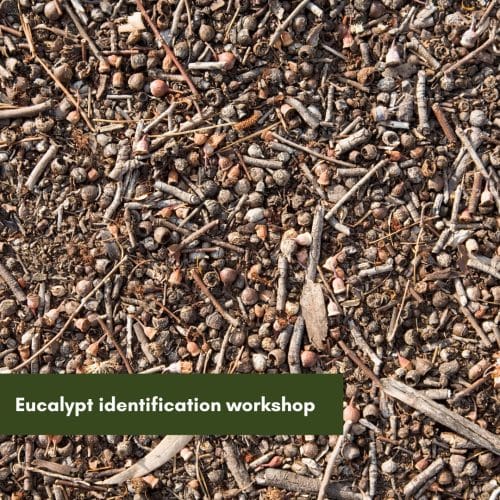 Eucalypt identification workshop