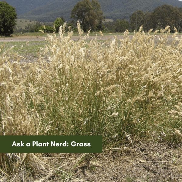 Ask a Plant Nerd: Grass