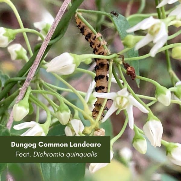 News from Dungog Common Landcare