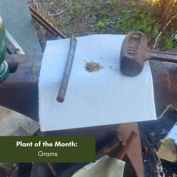 Plant of the Month – Grains