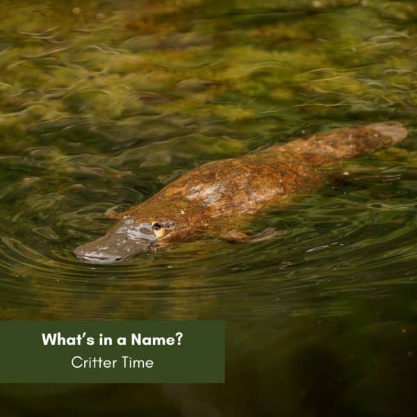 What’s in a Name? Critter Time