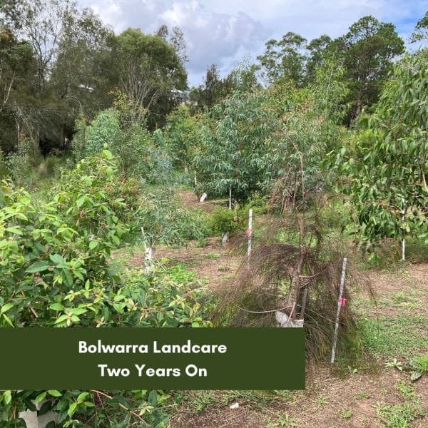 Bolwarra Landcare – Two Years On