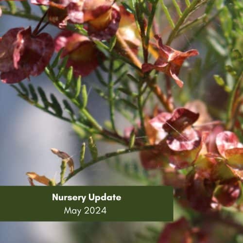 Nursery Update – May 2024