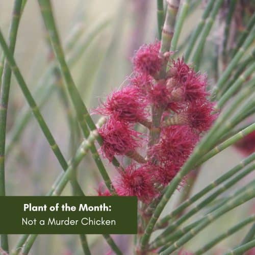 Plant of the Month: Not a Murder Chicken!