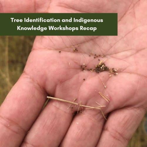 Tree Identification and Indigenous Knowledge Workshops Recap