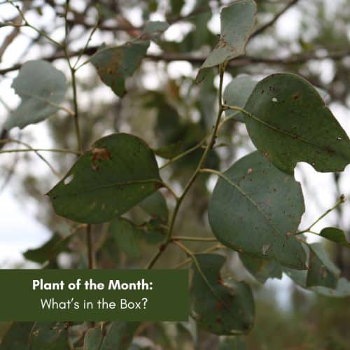 Plant of the Month: What’s in the Box?