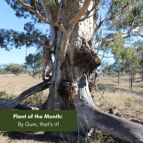 Plant of the Month: By Gum, that’s it!