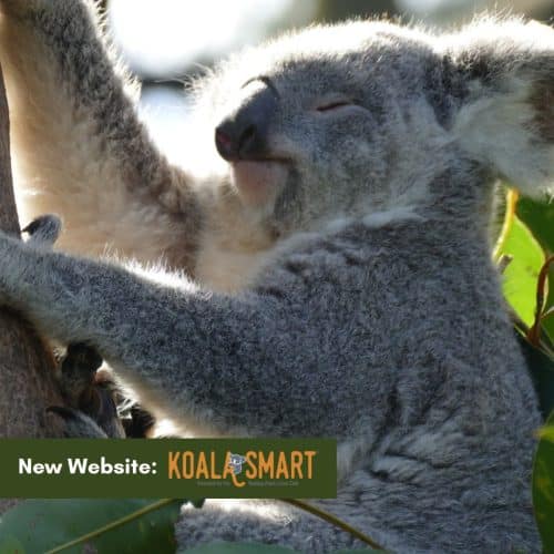 New Resource: Koala Smart Website