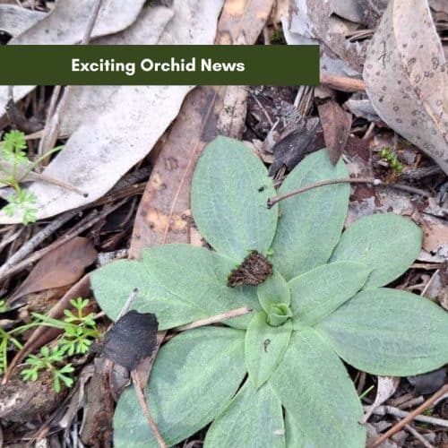 Exciting Orchid News
