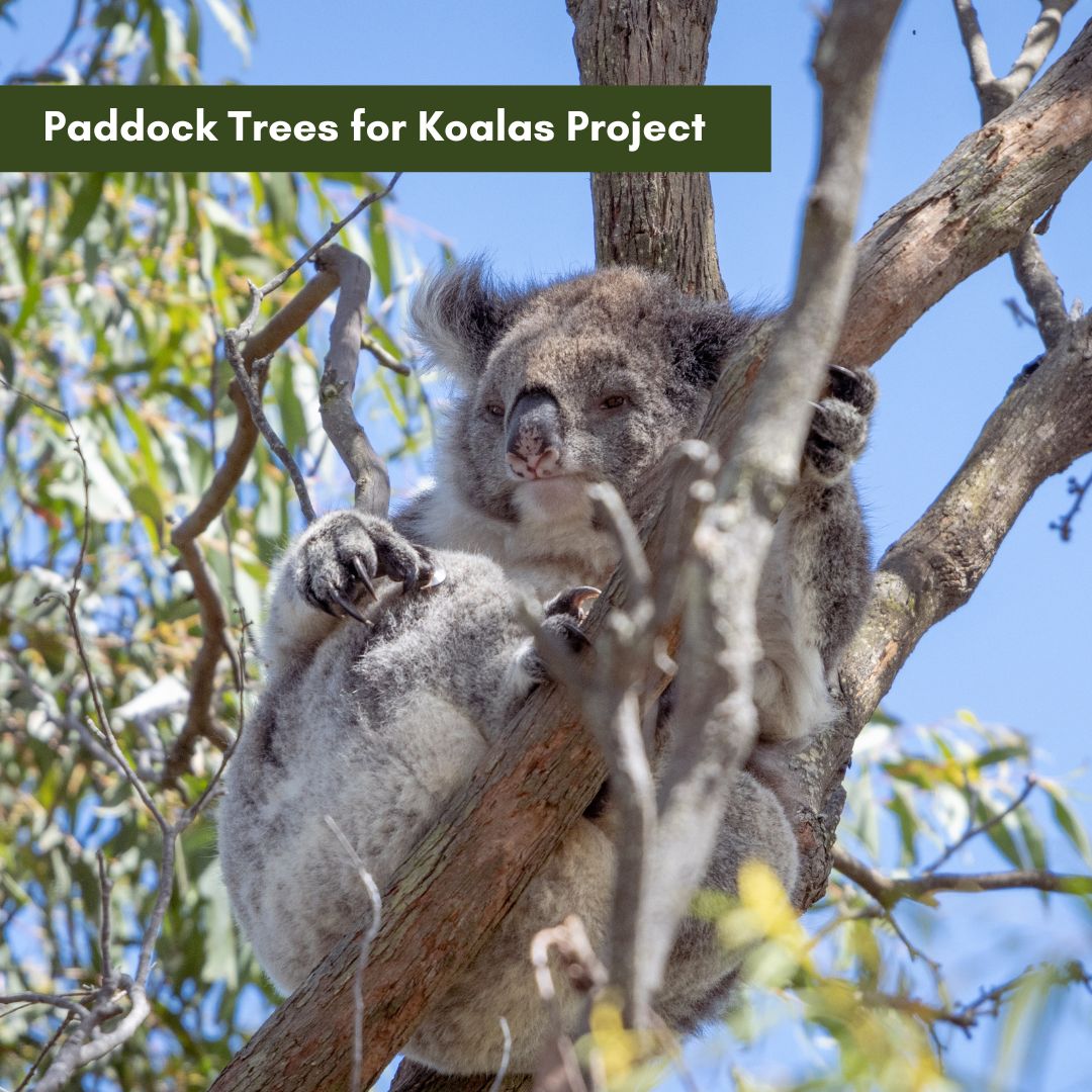 Paddock Trees for Koalas Project