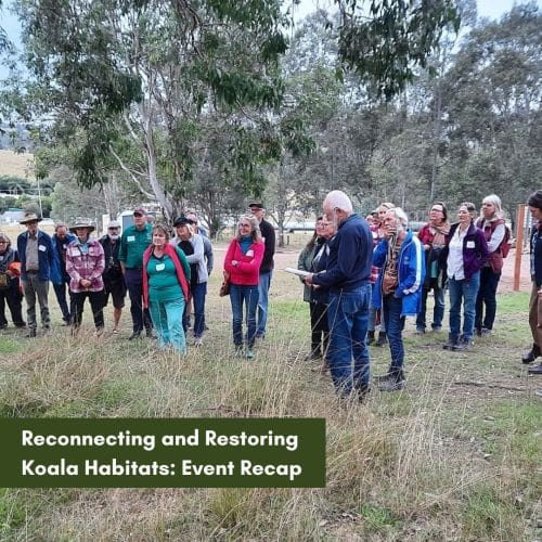 PLCM: Reconnecting and Restoring Koala Habitats Recap