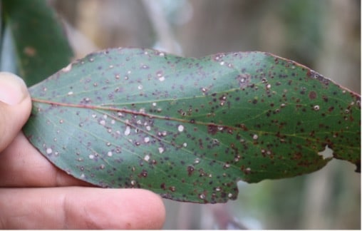 Eucalyptus pauciflora leaf