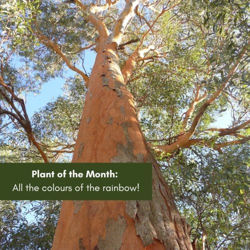 Plant of the Month: All the colours of the rainbow!