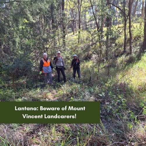 Lantana: Beware of Mount Vincent Landcarers!