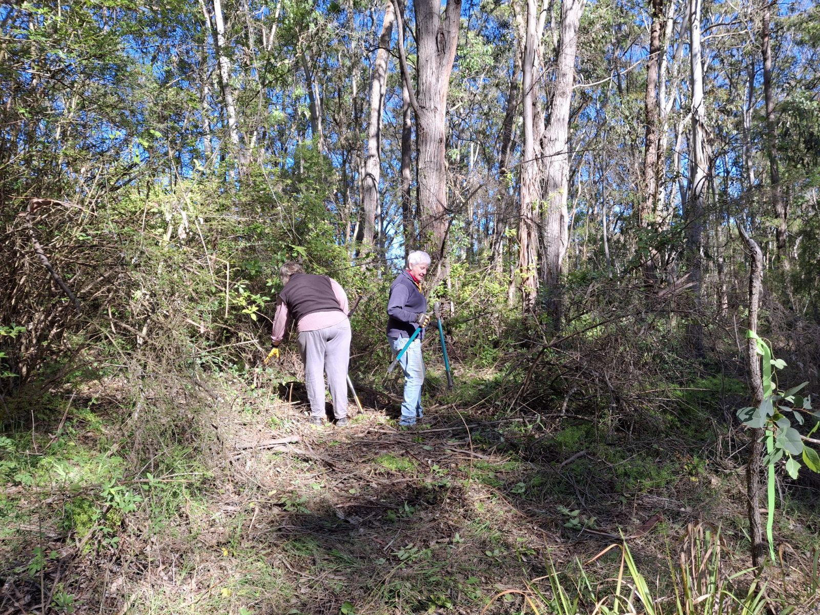 Lantana: Beware of Mount Vincent Landcarers! 