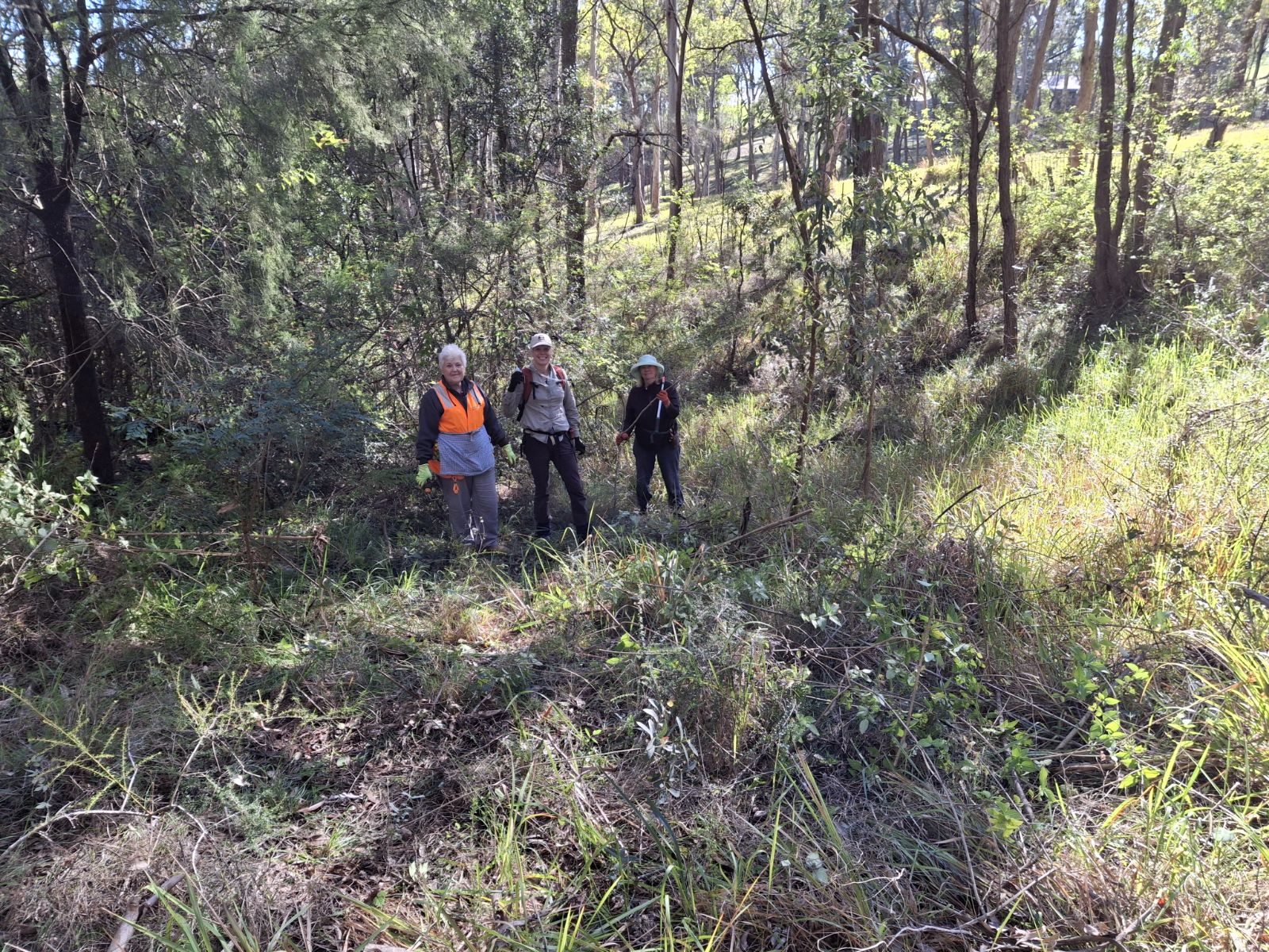 Lantana: Beware of Mount Vincent Landcarers! 