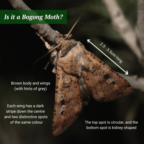 Help Track Bogong Moths