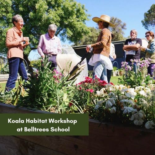 Koala Habitat Workshop at Belltrees School