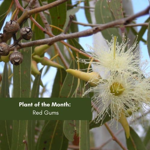 Plant of the Month:  Red Gums